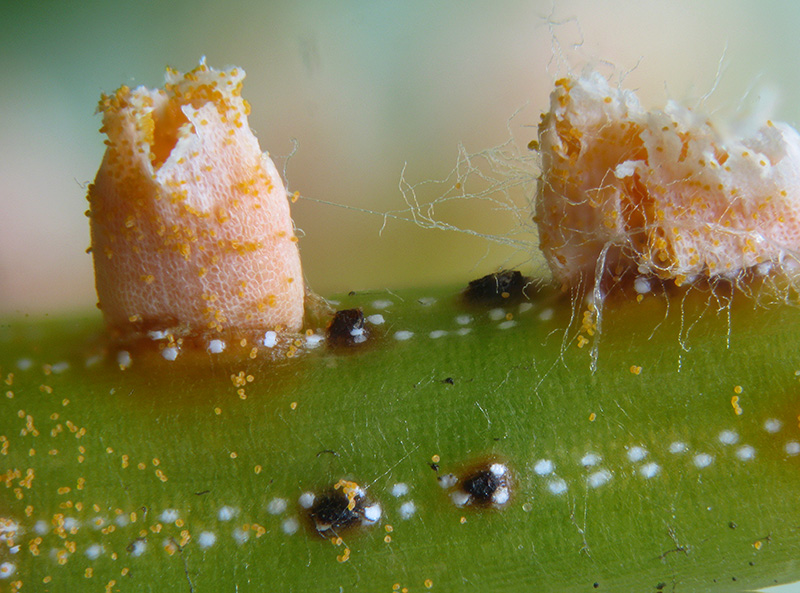 Chrysomixa rhododendri